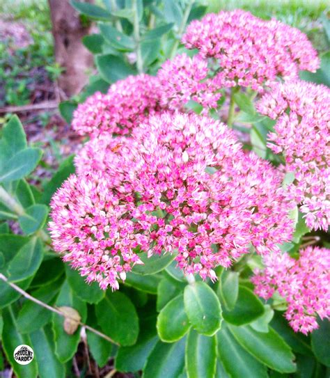 Perennial Feature: Autumn Joy Sedum