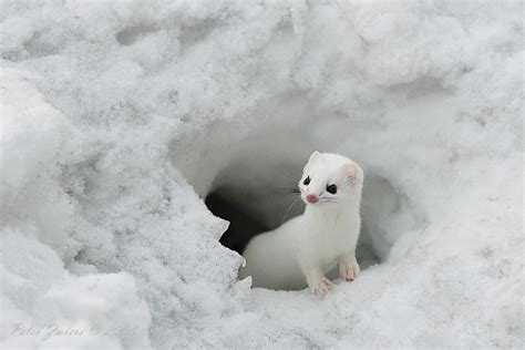 Plants and Animals - Tundra of Alaska