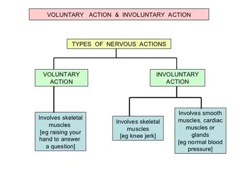 Examples of Involuntary Actions