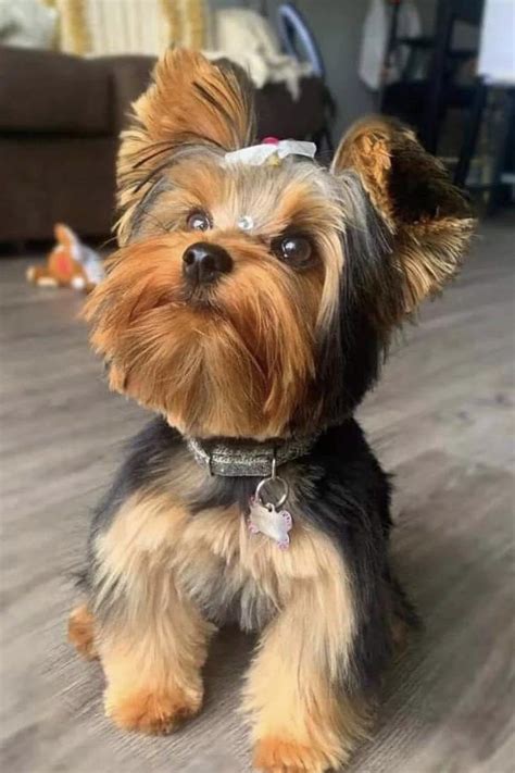 When Is A Teacup Yorkie Full Grown? (Size & Age Full Grown) | Teacup ...