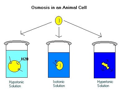 Animal Cell Osmosis Diagram #0NGH8d - Clipart Suggest