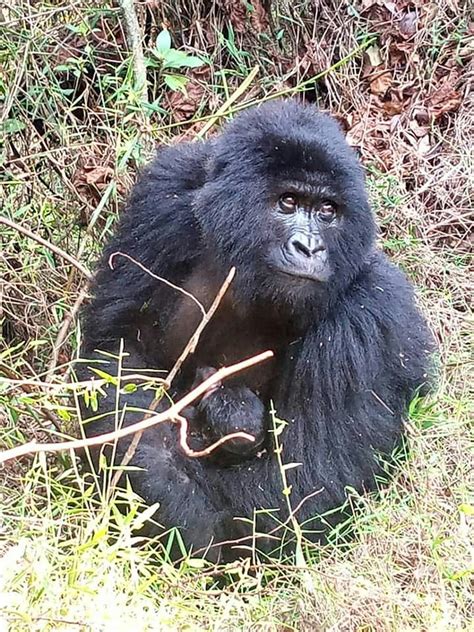 Uganda’s incredible mountain gorillas are having a baby boom - Lonely ...