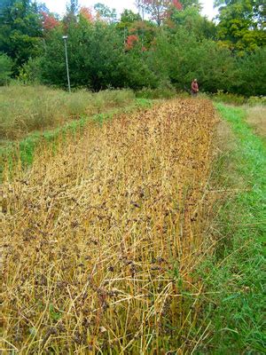 Buckwheat Harvesting