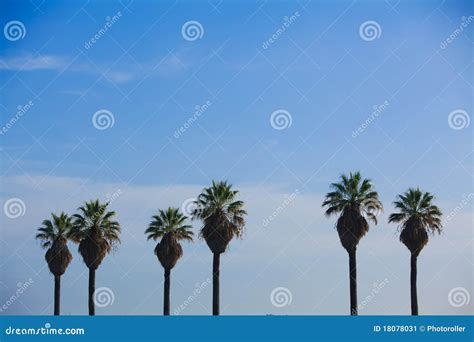 Row of Palm Trees stock image. Image of foliage, diego - 18078031