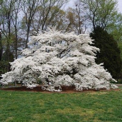 pagoda dogwood tree for sale - We Had A Big History Image Database