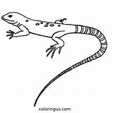 Lizard Coloring Pages Free Printable PDF sketch template