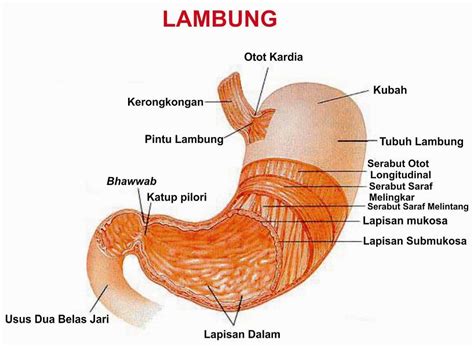 Kelenjar Usus dan Lambung