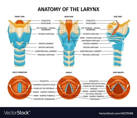 Larynx inhale anatomy composition Royalty Free Vector Image