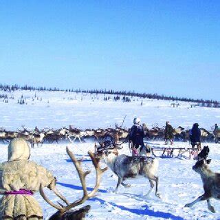 2 Nenets reindeer herding brigade on the Yamal peninsula in early June... | Download Scientific ...