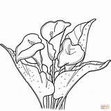 Calla Lily coloring Page  Free Printable Coloring Pages sketch template