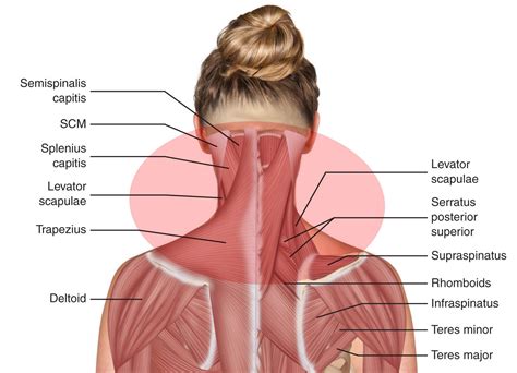 Neck & Shoulders | FusionTeacherTraining.com