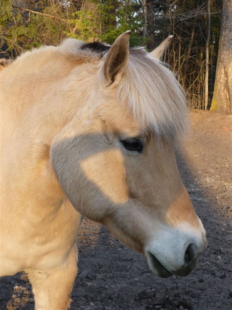 My Norwegian Fjord | Fjord horse, Horses, Horse crazy