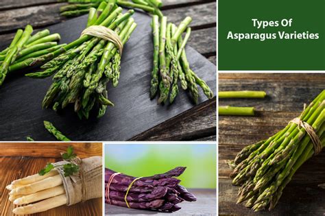 Different Types of Asparagus Varieties & Cultivars - EmbraceGardening