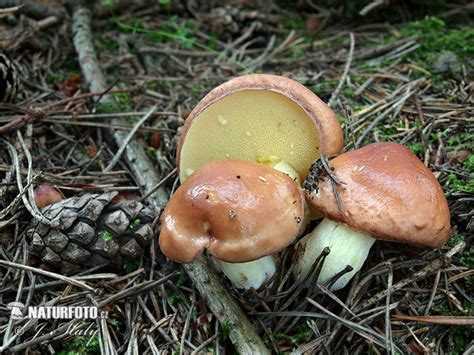 Suillus granulatus Pictures, Weeping Bolete Images, Nature Wildlife Photos | NaturePhoto