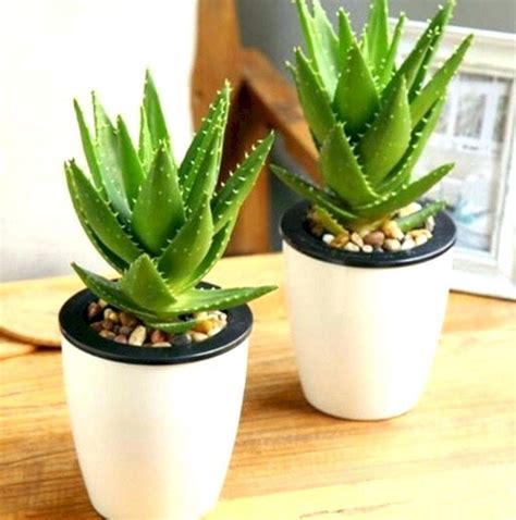 Is The Aloe Vera Plant In The Cactus Family - Plantă Blog