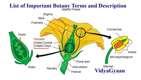 List of Important Botany Terms and Description - VidyaGyaan