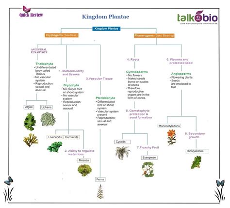 Talk2Bio Kingdom Plantae | Kingdom plantae, Planting flowers, Plant species