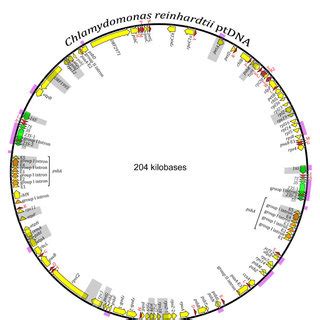 Genetic map of the Chlamydomonas reinhardtii plastid genome ...