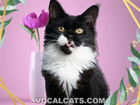 Tuxedo Maine Coon: Complete Guide - Vocal Cats