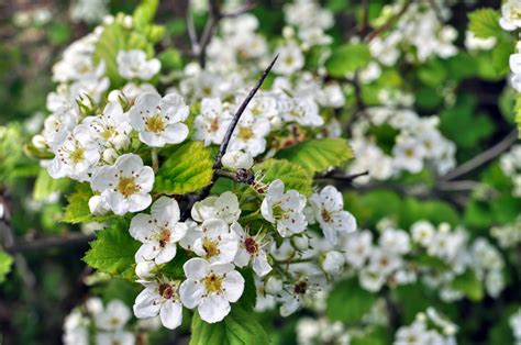 In-Season: Red Sun Chinese Hawthorn | Integrate It!