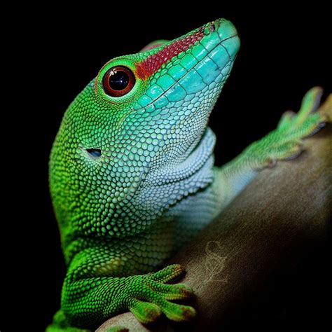 Madagascar Day Gecko | Madagascar animals, Colorful lizards, Gecko