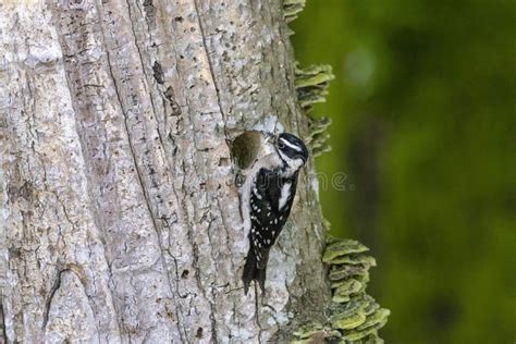 Downy Woodpecker Nest Stock Photos - Free & Royalty-Free Stock Photos from Dreamstime