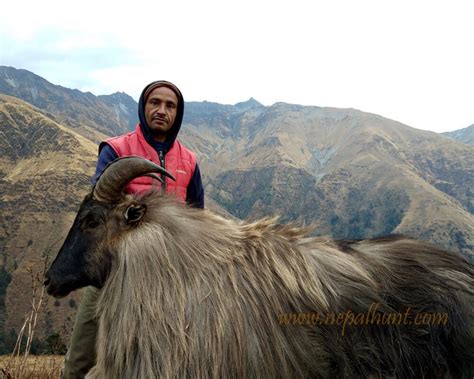 10 Days Himalayan Tahr Hunting in Nepal; Trophy Hunting in Nepal