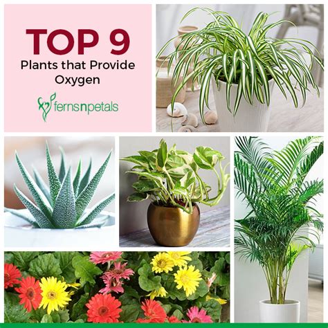 Top 9 Plants that Provide Oxygen - Ferns N Petals