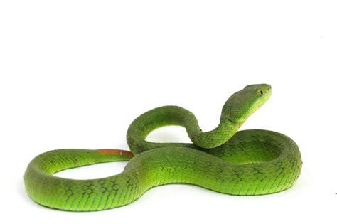 Premium Photo | White-lipped Green Pit Viper snake isolated on white ...