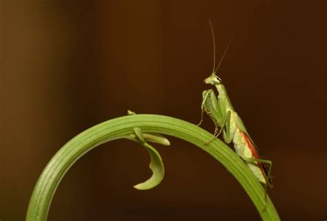 Chinese Mantis (Tenodera sinensis) Care Sheet | Keeping Exotic Pets