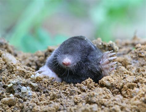 Moles Animal