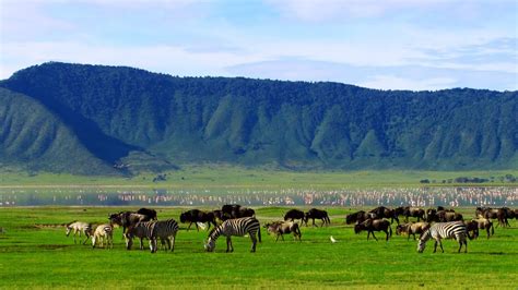 Wildebeests in the Ngorongoro Crater conservation area, Tanzania ...