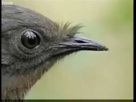 The Lyrebird from Australia and its mimicry of all different shorts of ...