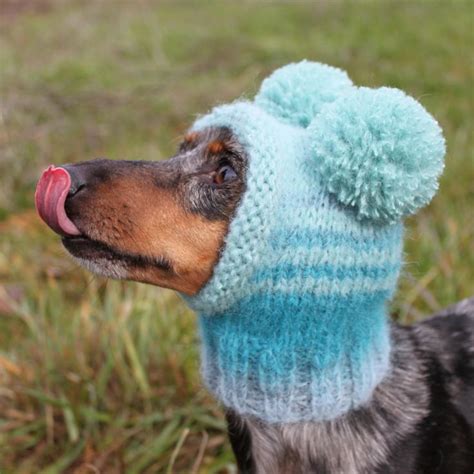 Knitted Dog Hat | Dog hat, Mini dachshund, Dachshund dog