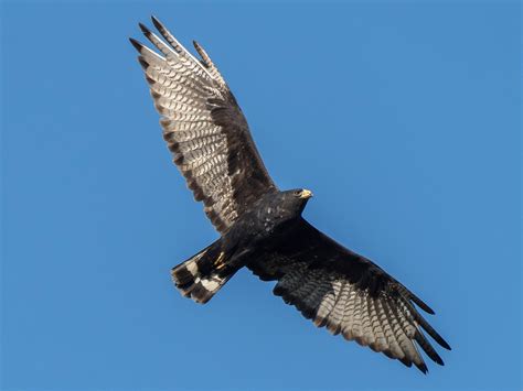 Gavilán Negro - eBird