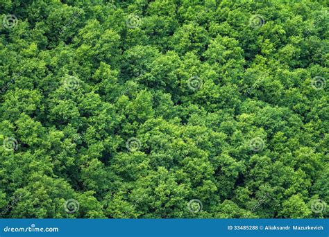 Green Trees Forest Background Stock Photo - Image of leafage, foliage: 33485288