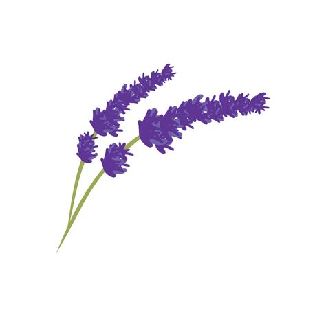 Lavender flower design illustration vector eps format , suitable for ...