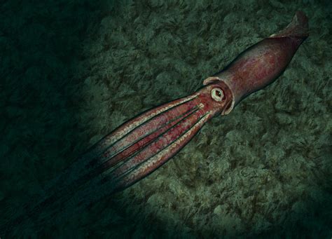 Giant Squid | Endless Ocean Wiki | Fandom