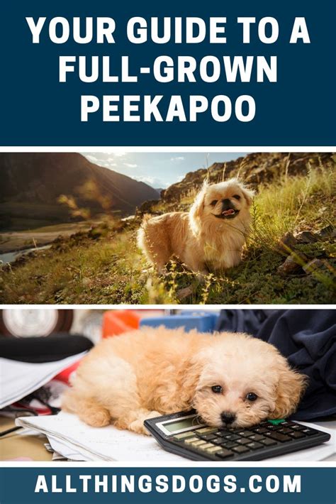 Full Grown Peekapoo | Dog breeds, Purebred dogs, Breeds