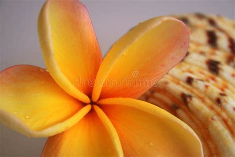 Shell & Flower stock photo. Image of frangipanis, stalk - 1939010