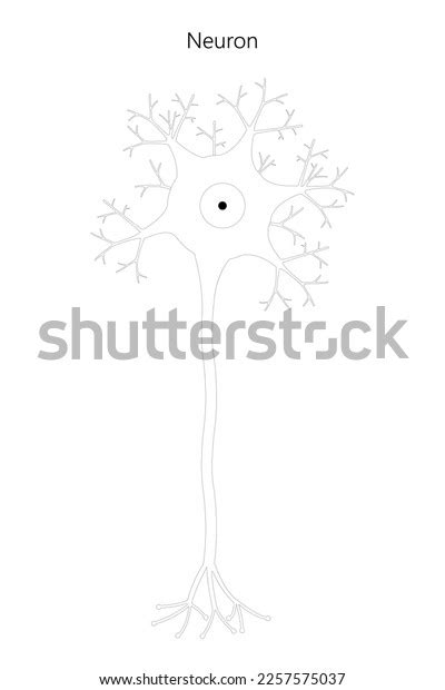 Neuron Neuronal Structure Black White Illustration Stock Vector ...