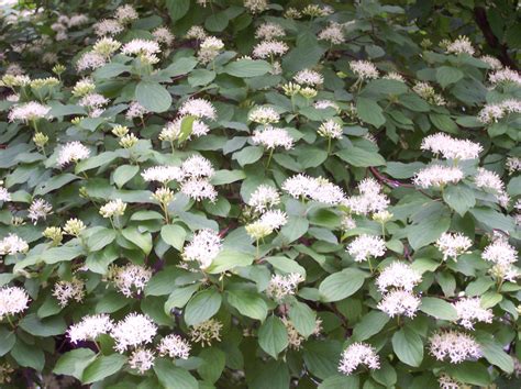 Cornus Sanguinea 20 Seeds, Dogwood or Midwinter Fire, Winter Flame