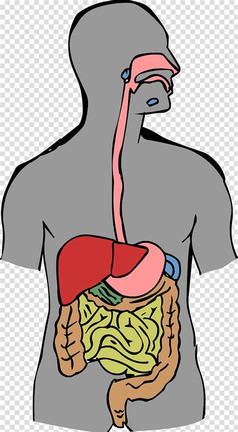 Human Digestive System Clipart