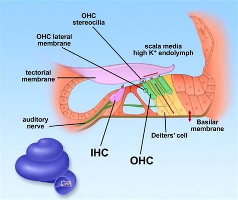 Basilar Membrane Hair Cells