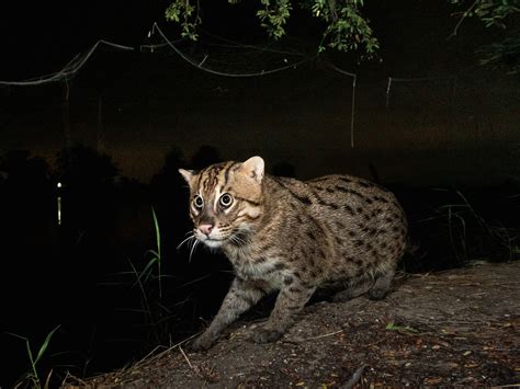 Fishing Cats Face Many Human Threats. What Can Be Done to Save Them? | Science | Smithsonian ...