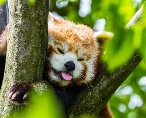 Red Panda | Paradise Wildlife Park