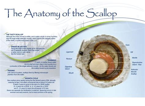 Tasty, Salmon farming, Ethnic recipes