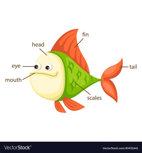 Fish vocabulary part of body Royalty Free Vector Image