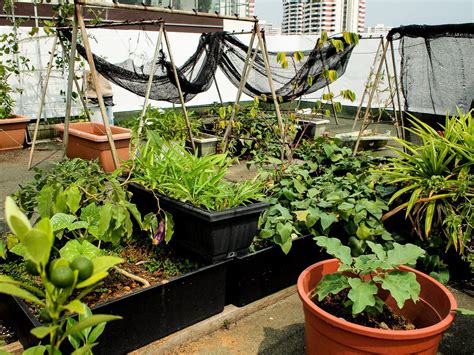 Urban Farming - A Significant Impact - Nookmag