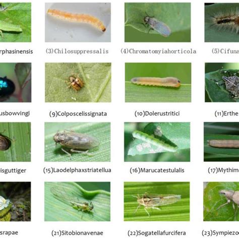 Sample images of 24 insect species collected from crop fields. | Download Scientific Diagram